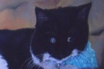 Pastel portrait of a blind black and white cat