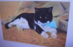 Mounted pastel portrait of blind black and white cat