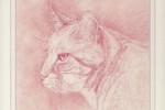 Coloured pencil portrait of a Ginger Cat