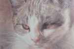 Mounted coloured pencil portrait of a Tabby Cat