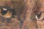 Coloured pencil portrait of cat's eyes