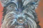 Pastel portrait of Scottish Terrier