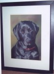 Pastel portrait of black labrador