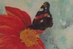 Watercolour portrait of a Red Admiral butterfly