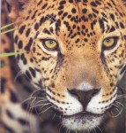 Photograph of Jaguar