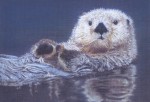 Pastel portrait of a Sea Otter