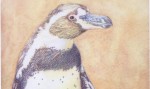 Watercolour and coloured pencil portrait of a Penguin