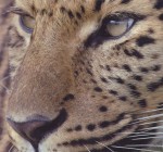 Photograph of a leopard