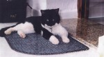 Photograph of blind black and white cat