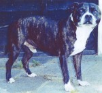 Photograph of Staffordshire Terrier