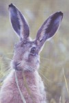 Photograph of brown hare