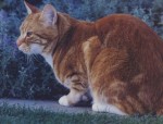 Photograph of ginger cat