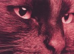 Photograph of red cat