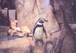 Photograph of penguin