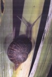 Photograph of snail