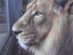 Photograph of a lion