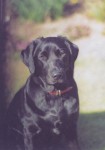 Photograph of a Black Labrador