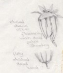 drawings of dahlia buds