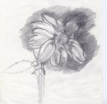 Drawing of dahlia