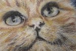 Coloured pencil portrait of Ginger Cat