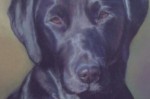 Pastel portrait of a black labrador