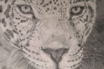 Graphite pencil portrait of a Jaguar