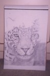Graphite pencil drawing of Jaguar