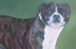 Pastel of Staffordshire Terrier
