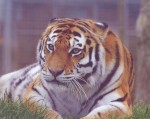 Photograph of a Bengal tiger