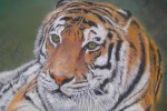 Pastel portrait of Bengal Tiger