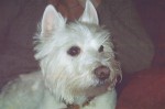 Photograph of West Highland Terrier