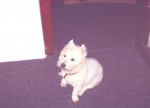 Photograph of West Highland Terrier